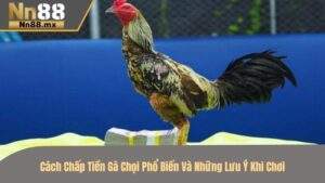 Cách chấp tiền gà chọi