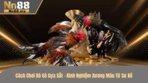 Cách chơi đá gà cựa sắt