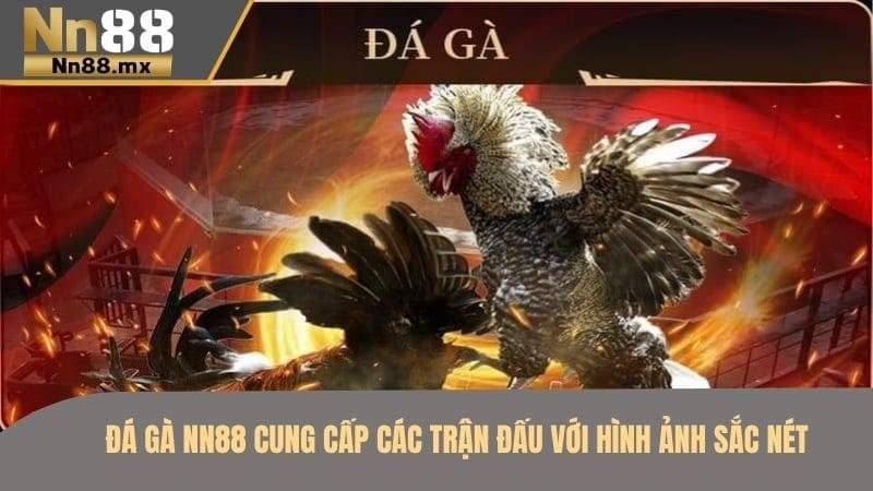Đá gà NN88 cung cấp các trận đấu với hình ảnh sắc nét