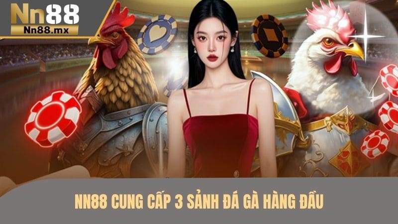 Đá Gà NN88 – sự lựa chọn số 1 cho kê thủ