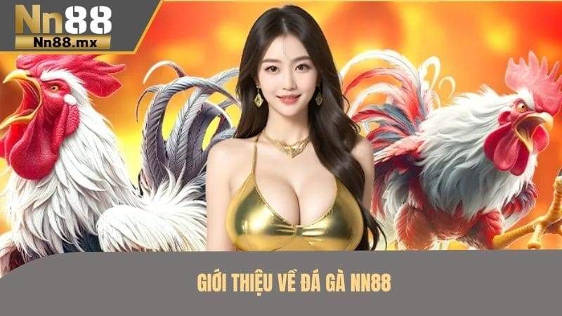 Giới thiệu về đá gà NN88