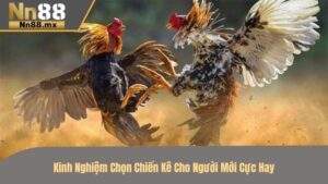 Kinh nghiệm chọn chiến kê