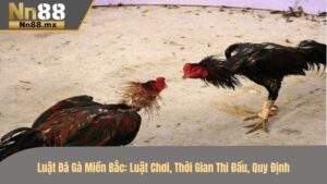 Luật đá gà miền bắc